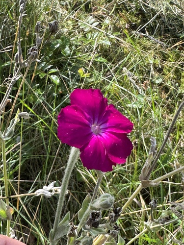 Rose campion