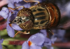 Eristalinus aurulans