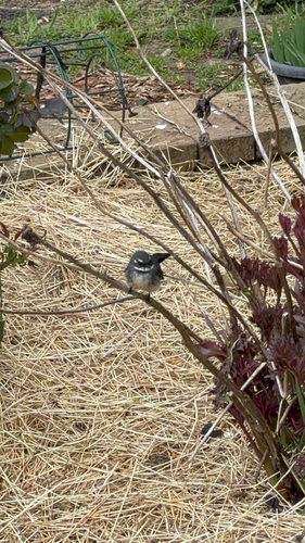 Grey Fantail