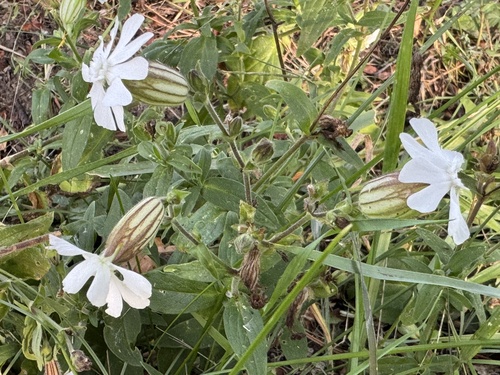 white campion