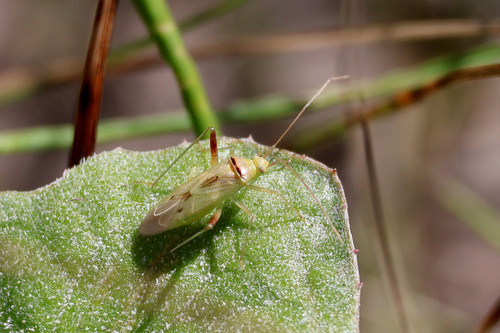 Creontiades dilutus