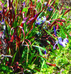 Iris douglasiana