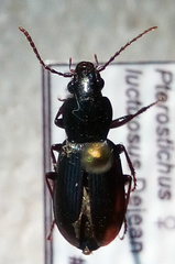 Pterostichus luctuosus