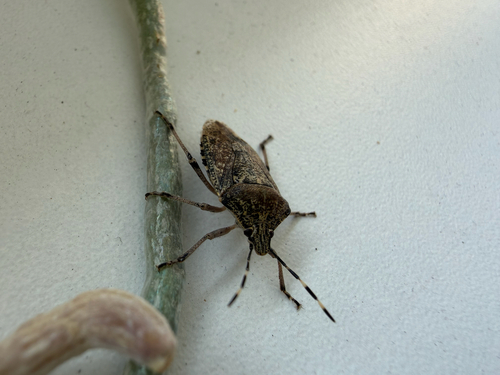 Mottled Stink Bug