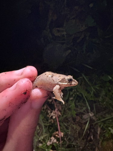 Wood Frog