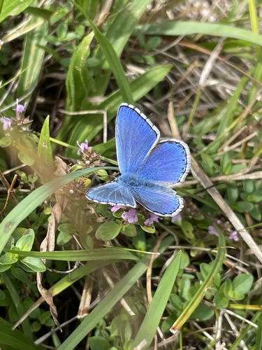 Adonis Blue