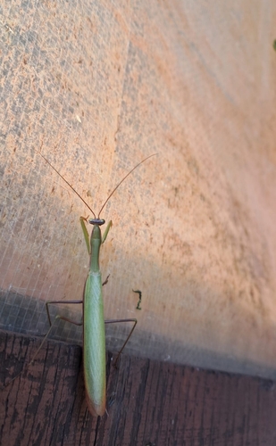 European Mantis