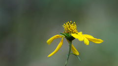 Heliomeris multiflora, photograph (c) Daughter Dad, some rights reserved (CC BY)