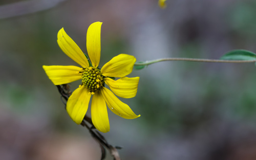 Heliomeris multiflora, photograph 5