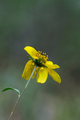 Heliomeris multiflora, photograph (c) Daughter Dad, some rights reserved (CC BY)