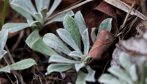 Antennaria parvifolia, photograph 2