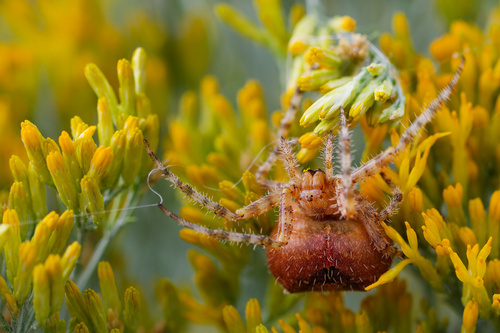 Cat-faced Orbweaver photo 3