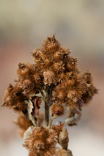 Arctium minus, photograph 6