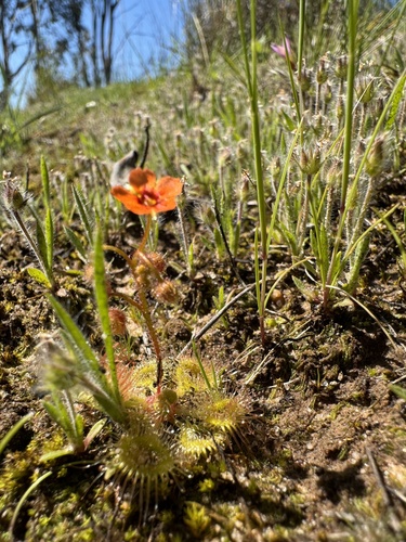 Pimpernel sundew