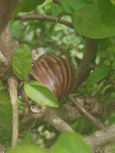 African Giant Snail