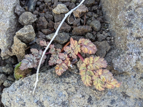 Lomatium martindalei, 2026-09-16