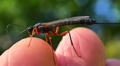 Ephialtes manifestator