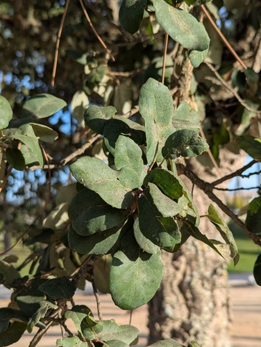 Quercus suber, photograph 5