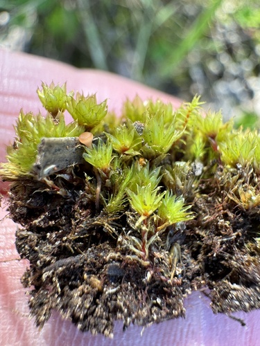 Rosulabryum billardierei
