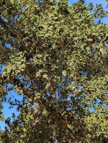 Quercus suber, photograph 6