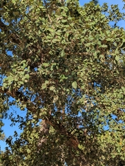 Quercus suber, photograph (c) Dmitry Trutsko, some rights reserved (CC BY)