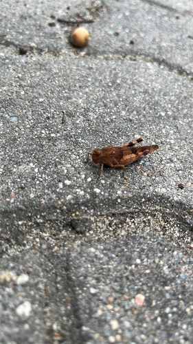 Blue-winged Grasshopper