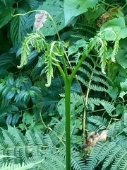 Pteris podophylla