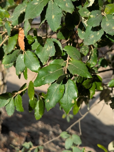 Quercus suber, photograph 3
