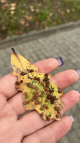 Silk-Button Spangle Gall Wasp