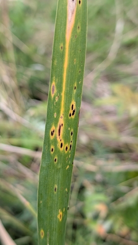 Puccinia phragmitis observed 2026-09-15