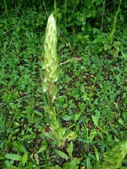 Himantoglossum formosum