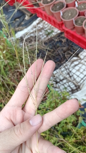 Digitaria violascens observed 2026-09-18