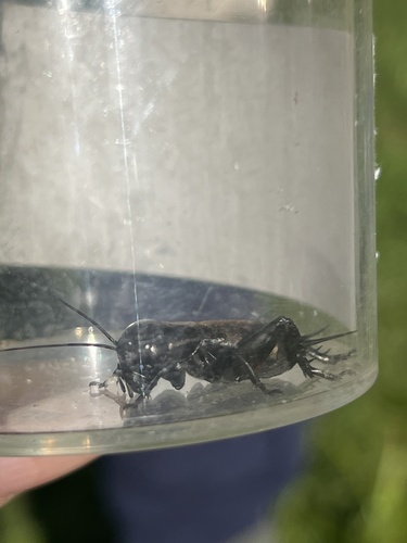 European Field Cricket