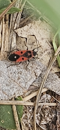 Melanocoryphus albomaculatus