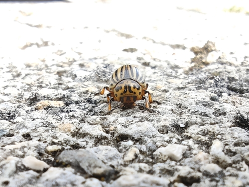 Colorado Potato Beetle