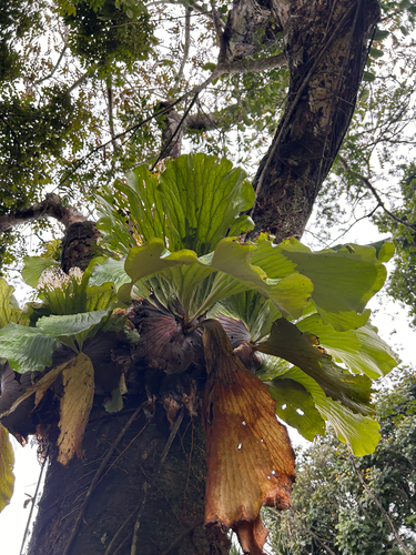 Angola staghorn fern