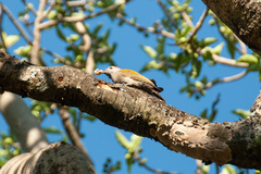 Chloropicus goertae