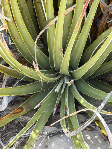 Hechtia texensis, photograph 4