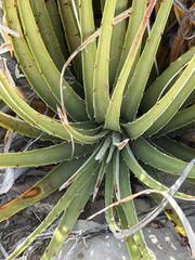 Hechtia texensis, photograph (c) Ian McFaul, some rights reserved (CC BY)