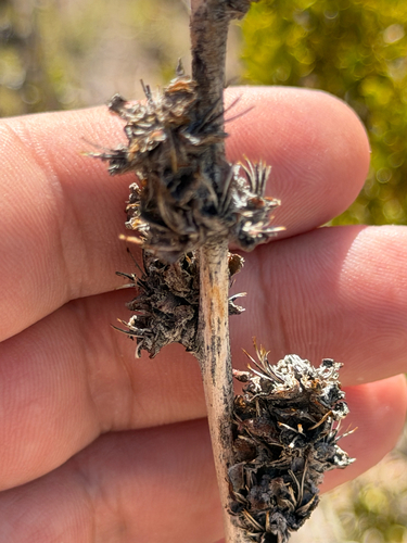 Hechtia texensis, photograph 2