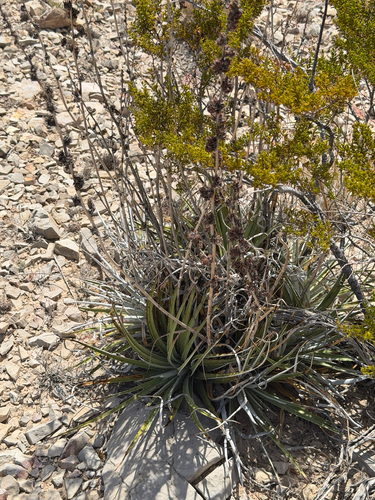 Hechtia texensis, photograph 5