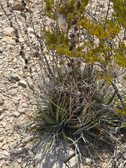 Hechtia texensis, photograph (c) Ian McFaul, some rights reserved (CC BY)