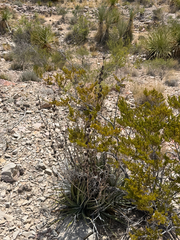 Hechtia texensis, photograph (c) Ian McFaul, some rights reserved (CC BY)