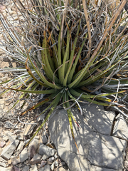 Hechtia texensis, photograph (c) Ian McFaul, some rights reserved (CC BY)