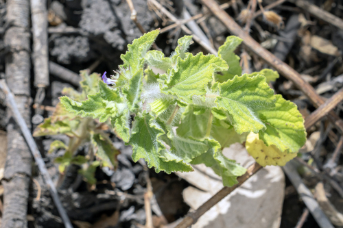 Mesosphaerum suaveolens, photograph 4