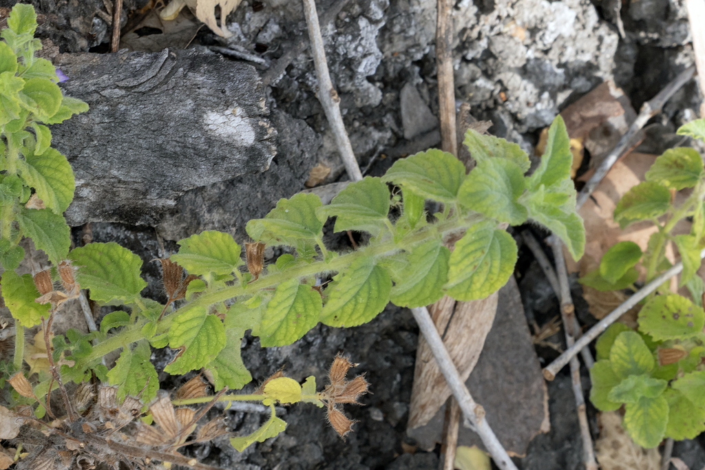 Mesosphaerum suaveolens; photograph (c) Andrew Allen, some rights reserved (CC BY)