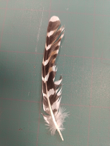 Plume de Coucou gris