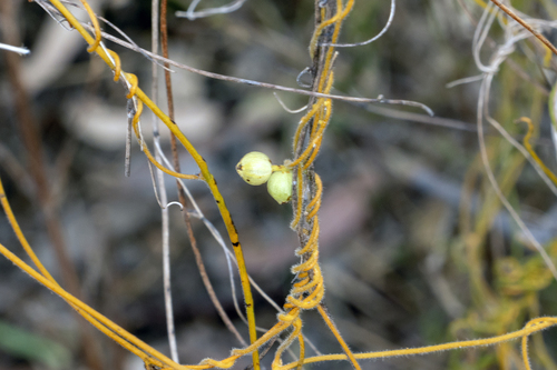 Cassytha filiformis