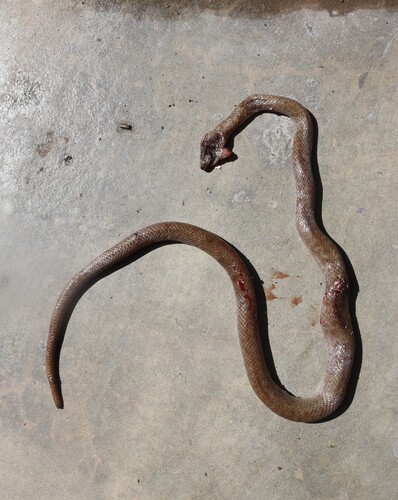 Brown House Snake