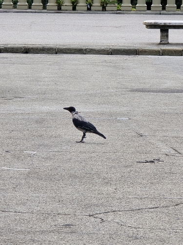 Hooded Crow